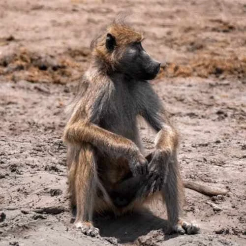 monkey