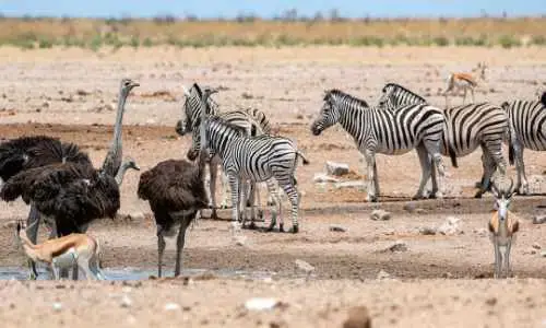 Etosha National Park