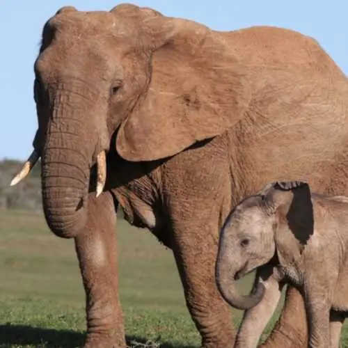 elephant