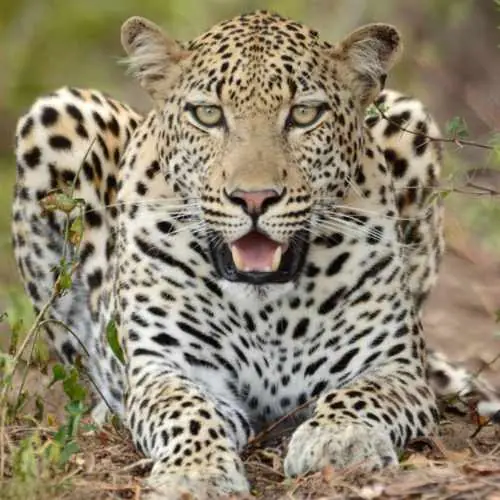 Leopard