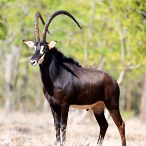 sable