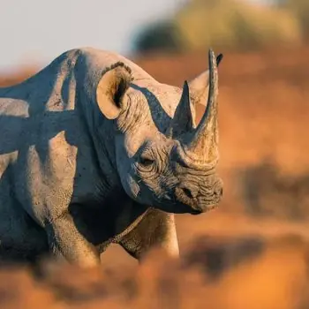 rhino