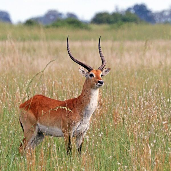 76_Lechwe_1