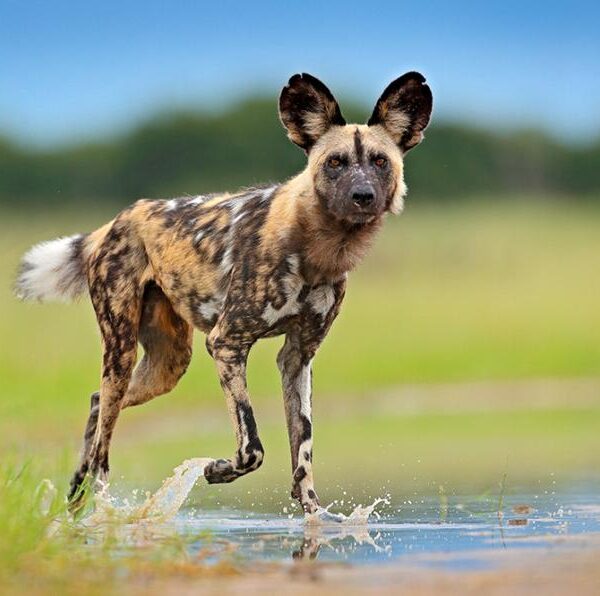 wild-dog.jpg.adapt.eight-ninety-six