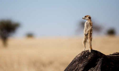 Damaraland