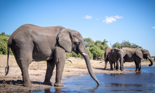 Etosha National Park