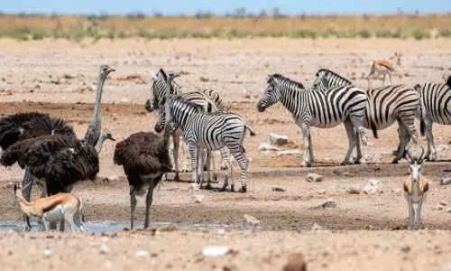Etosha National Park