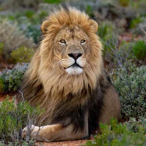 lion