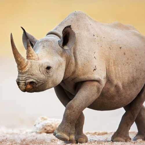 rhino 2