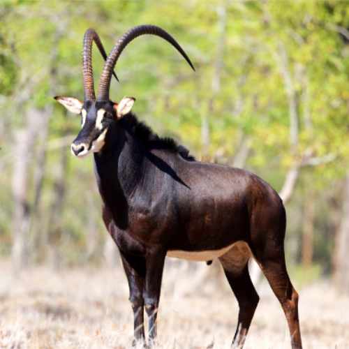 sable