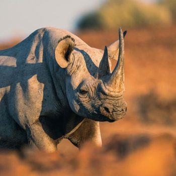 rhino